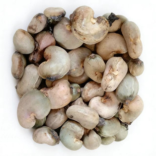 海南乐东腰果种子 鸡腰果 介寿果高四大干果常绿种籽包邮