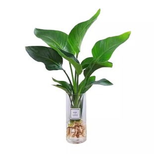 天堂鸟绿植无土纯水培植物室内净化花卉盆栽易活桌面鹤望兰吸甲醛