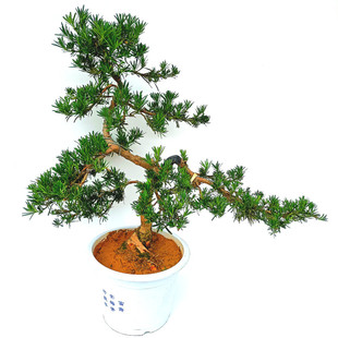 罗汉松盆景树苗正宗雀舌红芽黑珍珠小叶罗汉松树苗树米叶小苗盆栽