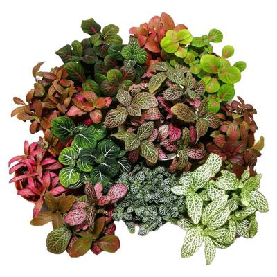 diy花与花器网纹草生态瓶雨林缸