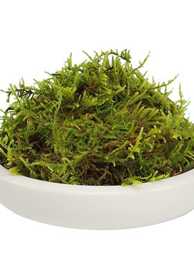 干苔藓水苔青苔蝴蝶兰花专用天然石斛种植营养土乌龟园艺用品植物
