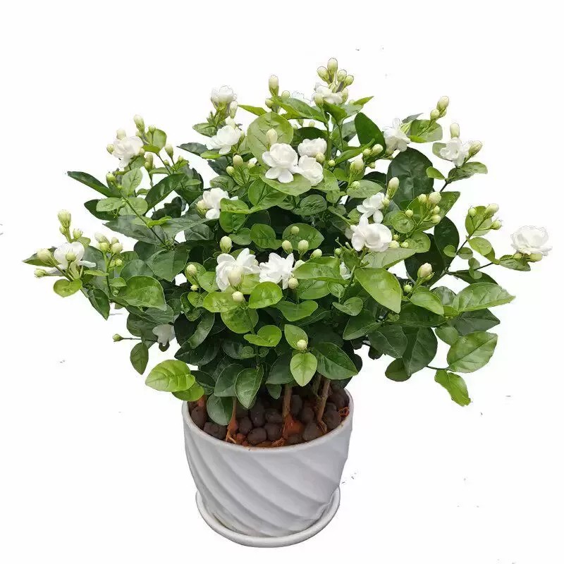 浓香驱蚊老桩盆栽栀子花茉莉花