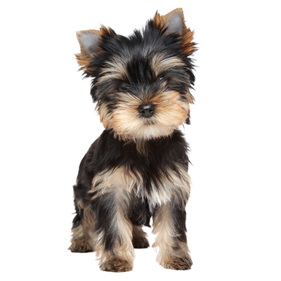 鉴约克夏┃不推销活体┃包准