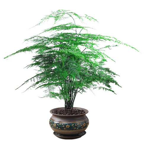 文竹盆栽植物室内大型盆景净化空气四季常青桌面绿植花卉苗好养活