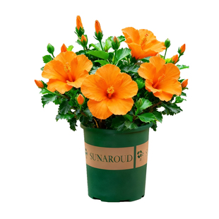 橘色朱槿花盆栽带花苞阳台室外庭院开花植物绿植四季花卉扶桑花苗