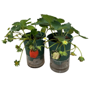 草莓带果盆栽可食用超大号草莓秧苗奶油丹东99草莓苗带盆阳台果树