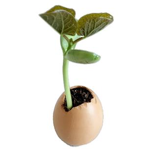 魔法蛋幸运蛋鸡蛋壳魔豆植物种植小盆栽刻字种子有字带字祝福豆子