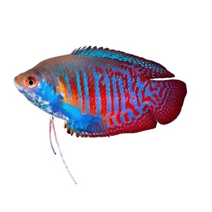 血丽丽五彩丽丽鱼草缸新手好养耐活热带淡水鱼活体观赏鱼水族宠物