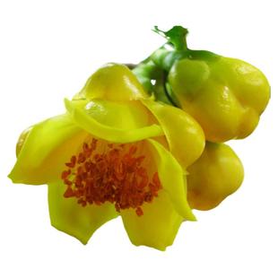 防城金花茶树苗黄遵金茶花盆栽苗名贵金黄色花室内外四季开花绿植