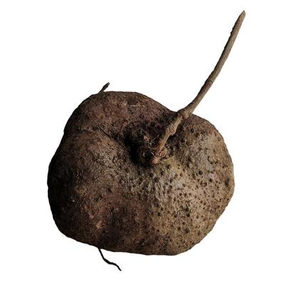 爬藤植物山乌龟阳台金不换盆栽