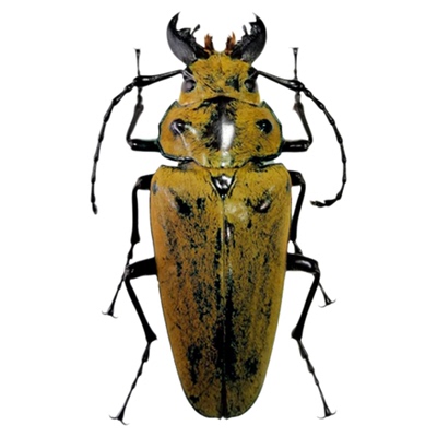 未整姿昆虫大卫三栉牛DIY材料