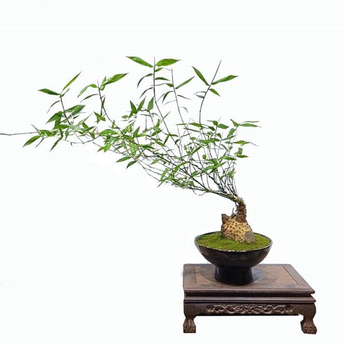 小叶簕竹桩竹鞭竹根苗室内外勒竹子花园庭院景观绿植盆栽四季好养