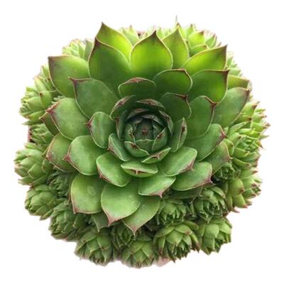 七彩观音莲多肉植物粉色七彩观音莲带小崽阳台庭院室内花卉盆栽