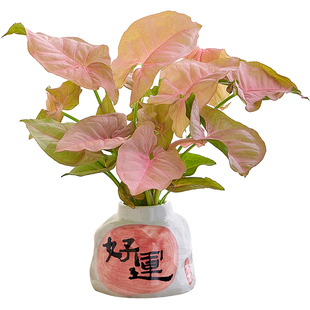 红粉佳人合果芋桌面绿植小盆栽办公室客厅高级感水培植物室内好养