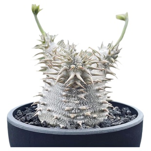 惠比大黑P brevicaule x densiflorum块根多肉一物一拍