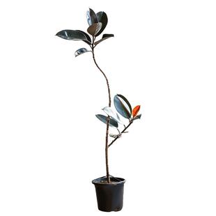 橡皮树黑金刚客厅绿植大盆栽室内四季好养大型老桩北欧风造型植物