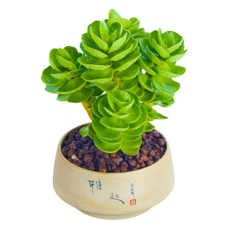 金钱木老桩多肉植物金钱树特大