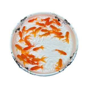 精品纯红狮子头金鱼活体观赏鱼水族宠物国狮冷淡水鱼国粹金鱼包活