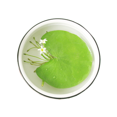 一叶莲带花苞碗莲鱼虾缸净化水质