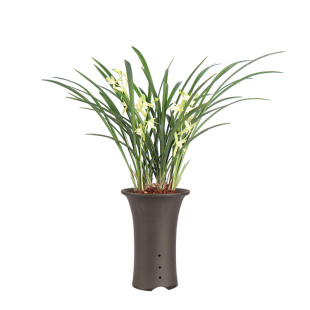 高宅兰花 浓香雪白素心建兰铁骨素传统兰花苗四季兰绿植盆栽园艺