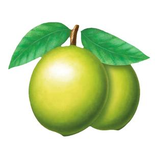 新山苗场浙江长龙青梅苗树苗青梅梅子树苗乌梅种植实生嫁接酸梅苗