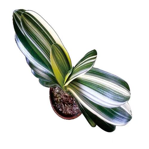 君子兰盆栽精品彩兰大小苗花卉植物高档名贵圆头和尚室内一物一拍