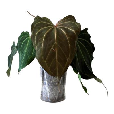 室内好养火鹤花烛美观