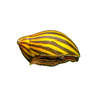 斑马螺除藻神器冷水清道夫鱼缸吃粪清洁工具鱼苗观赏鱼淡水观赏螺