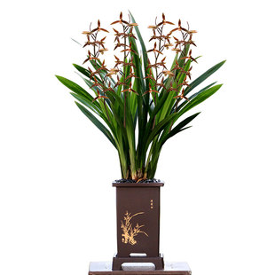 翁源兰花苗【直播专拍】墨兰蕙兰春兰四季建兰大花蕙兰浓香好养型