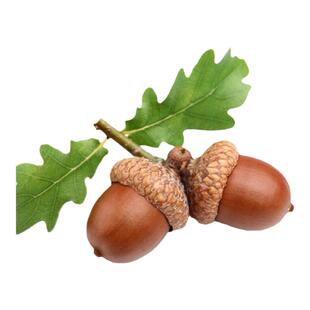 优质林木种子 橡树种子 新采苗木种子 栎树种子 栗茧 蒙古栎