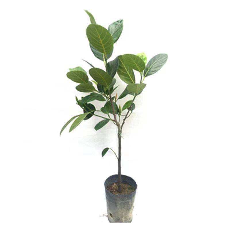 广西四季菠萝蜜树苗当年结果耐寒室外果树苗树菠萝地栽南北方可种