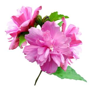 木槿树苗庭院绿化花卉植物篱笆墙围栏绿植园林绿化苗单瓣工程苗木