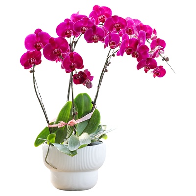 带花苞蝴蝶兰海蒂的花园