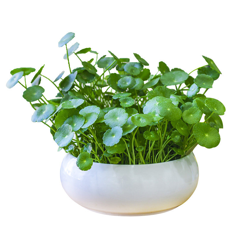 吊兰植物室内吸甲醛绿植常春藤绿萝盆栽绿植金鱼口红金心吊兰佛珠