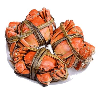 太湖大闸蟹大蟹6只装鲜活螃蟹