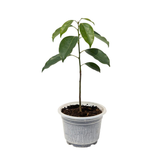 香樟树苗龙脑樟树驱蚊驱虫小叶香樟木树名贵苗木庭院绿化风景大树