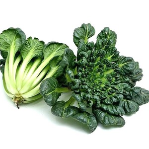 黄心乌塌菜苗大白菜苗西兰花花菜绿甘蓝苗芹菜莴苣秋冬耐寒蔬菜苗