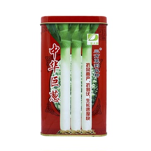 山东正宗大葱种子章丘葱籽葱白长抗倒伏耐寒中华巨葱四季葱子包邮