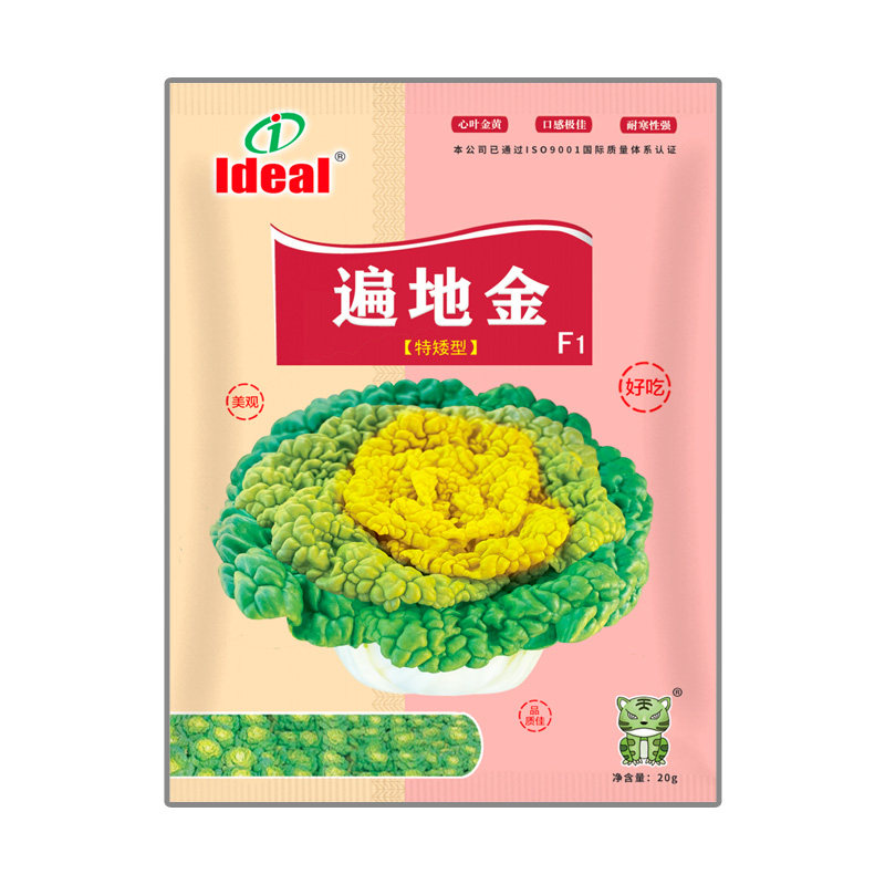奶油黄心乌塌菜种子理想农业黄玫瑰菊花心菜籽秋冬季耐寒蔬菜种子