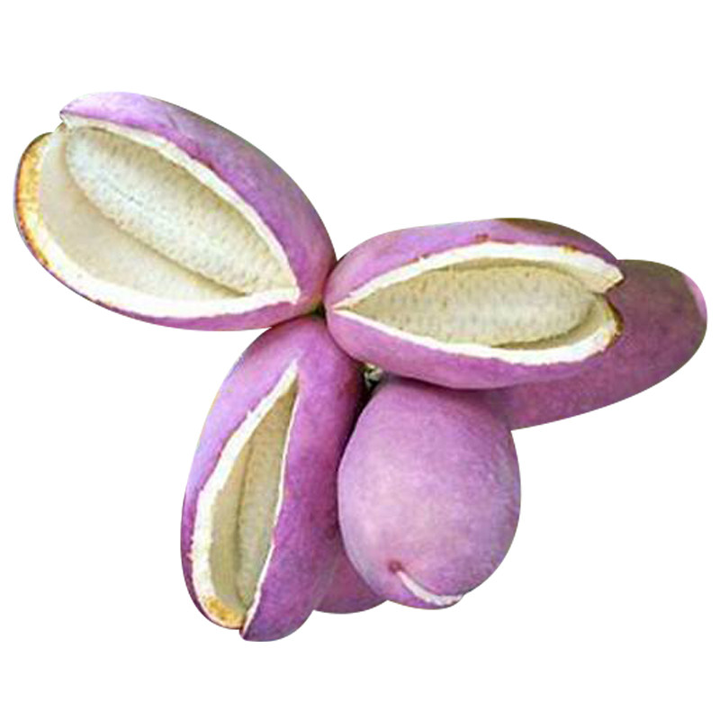 八月瓜树苗爬藤观叶观花