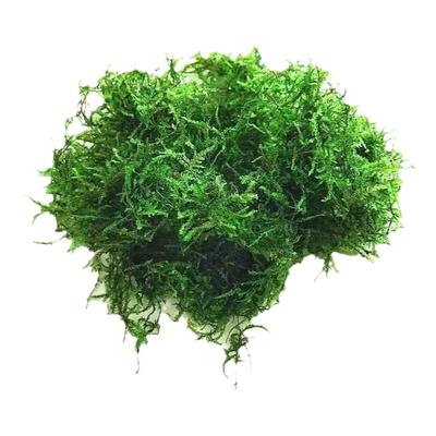 莫斯水草莫斯水草树鱼缸水草