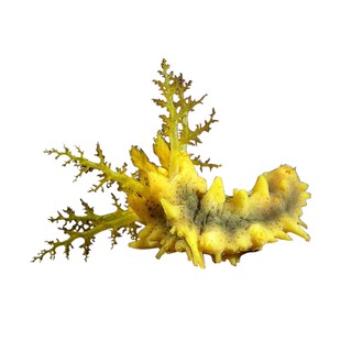 红新款厘米左右迷你 海水鱼活体珊瑚滤食食藻黑海参翻砂快递包活