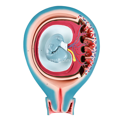 医用胎儿胎膜与子宫关系3部件解剖模型羊膜腔胎盘子宫壁妇产科胚