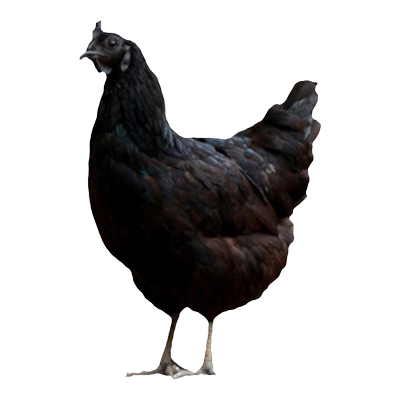 顺丰包邮正宗五黑鸡营养滋补