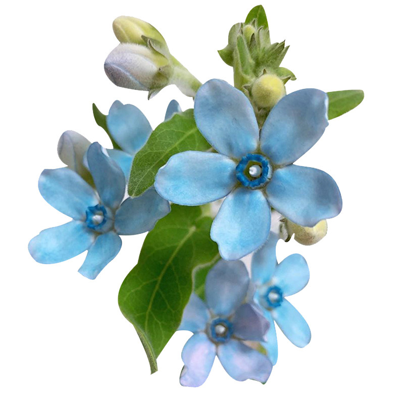 日本蓝星凌晨花市顺丰包邮鲜切花
