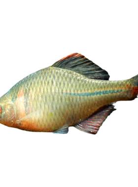 观赏鱼入门草缸冷水鱼鳑鲏淡水鱼