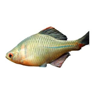 高体鳑鲏鱼淡水原生冷水鱼新手入门七彩旁皮水草缸耐寒观赏鱼活体