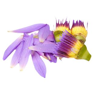 睡莲花瓣甜品蛋糕装饰烘焙草叶子新鲜太阳花花菊西餐摆盘花草点缀