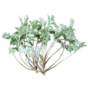 新鲜清明草现摘野生白蒿子菜红梗蒿菜社饭蒿子粑粑青团原材料苦蒿