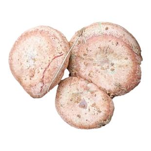 野生乌枞菌新鲜三九松树菇枞树菌雁来蕈茅草菇寒菌乌纵菌食用蘑菇